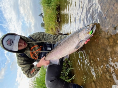 Wild Chinook