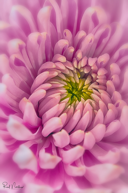 Mum's the Word