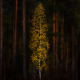 Birch
