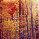 Fall in the Forest