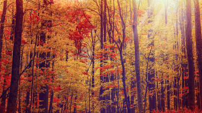 Fall in the Forest