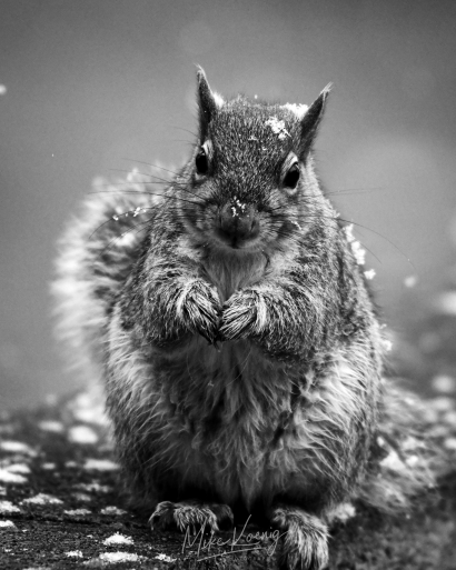 Eastern Gray Squirrel In Snow