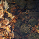 Little ships of autumn