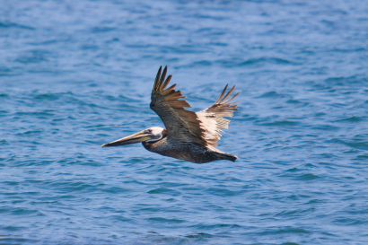 Brown Pelican