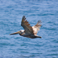 brown-pelican