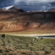 Landscape of Ladakh