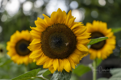 Sunflower w Bee
