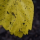 Fall