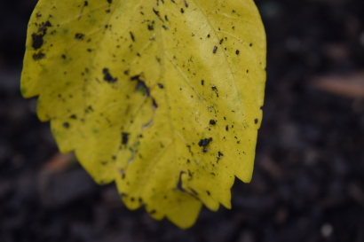 Fall
