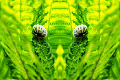 Fern