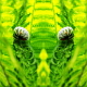 Fern