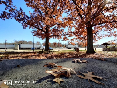 Dry leaves 