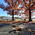 dry-leaves