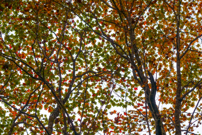Fall colours