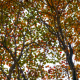 Fall colours 