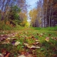 Colors of Autumn