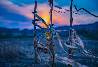 Corn Stalking