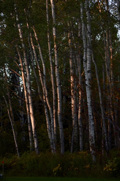 Poplars in light