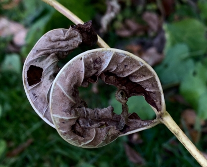 Dying Beauty