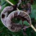 dying-beauty