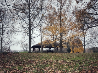 Picnic in the woods