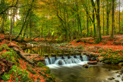Tollymore Forest Park