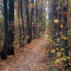 Breath of autumn