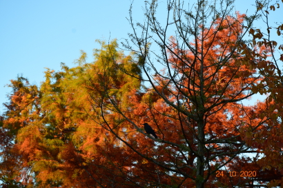 Autumn colours