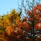 Autumn colours