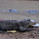 American Crocodile