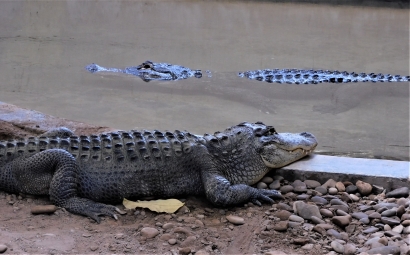 American Crocodile