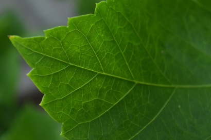 Leafy