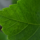Leafy