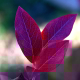 Autumn palette. Lilac leaves.