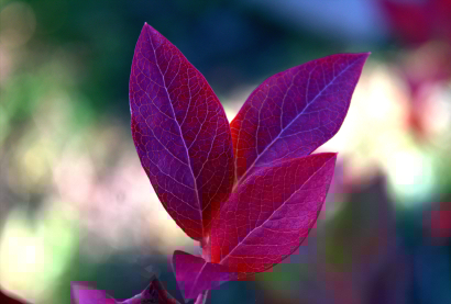 Autumn palette. Lilac leaves.