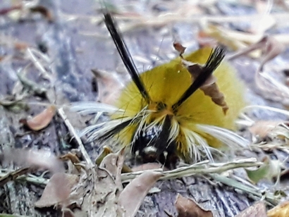 Strange Yellow and Black Cater...