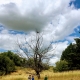 3 Boys in A Field