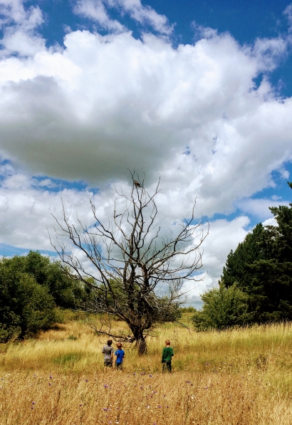 3 Boys in A Field