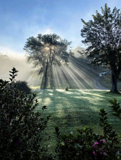 Fall fog