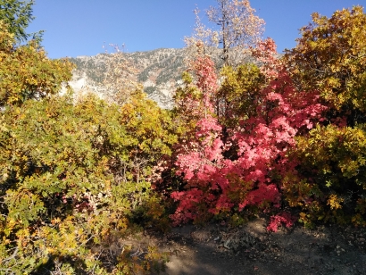 Colors