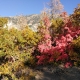 Colors