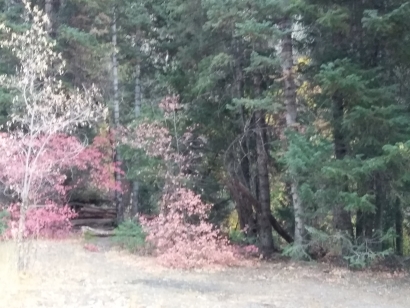 Fall-Trees