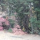 Fall-Trees