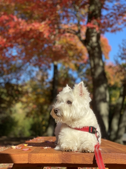 Finn in the Fall