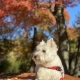 Finn in the Fall