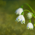 snowdrops