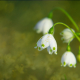 Snowdrops