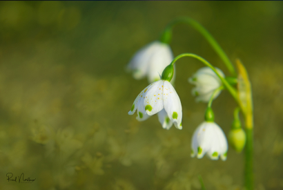 Snowdrops