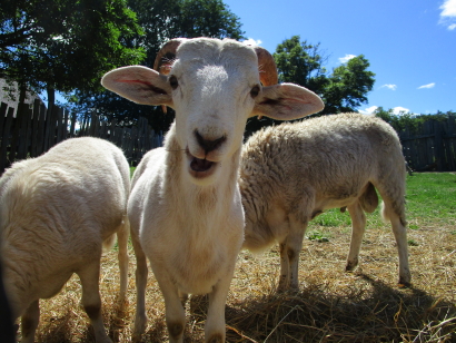 Happy Sheep