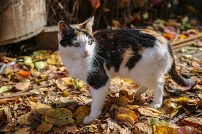 Cat and autumn